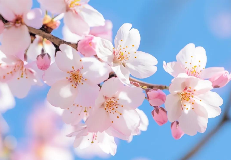 三月三上巳节 | 文化传承与狗万官网数码印刷的创新融合